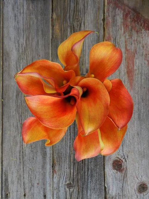 ORANGE MINI CALLAS